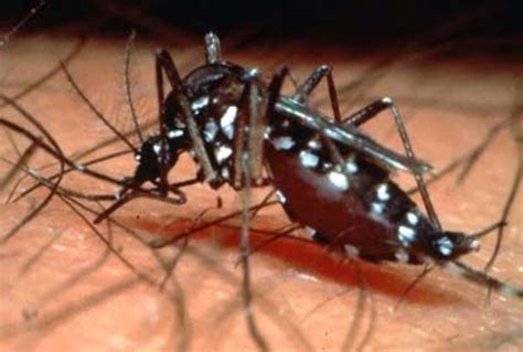 dengue fever outbreak in puerto rico